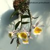 dendrobium primulinum
